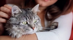 Kako shvatiti da je mačka starenje?